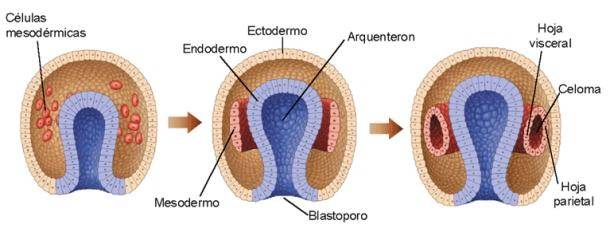 Gastrulacion desarrollo embrionario
