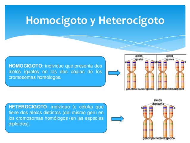 Homocigoto y heterocigoto