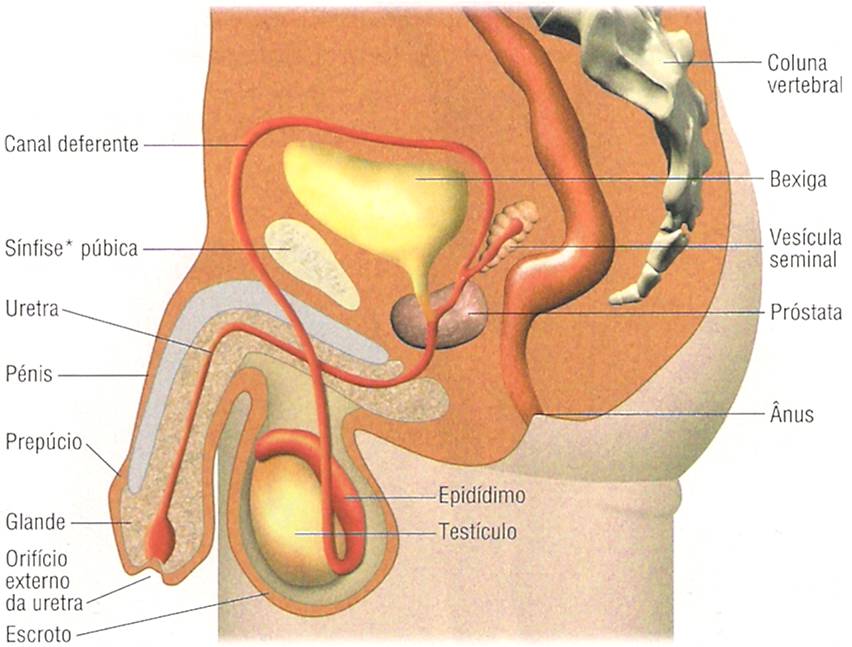 Hormonas sistema genital masculino