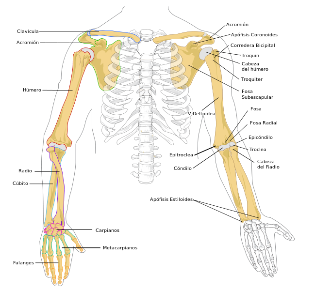 Huesos de los miembros superiores humanos