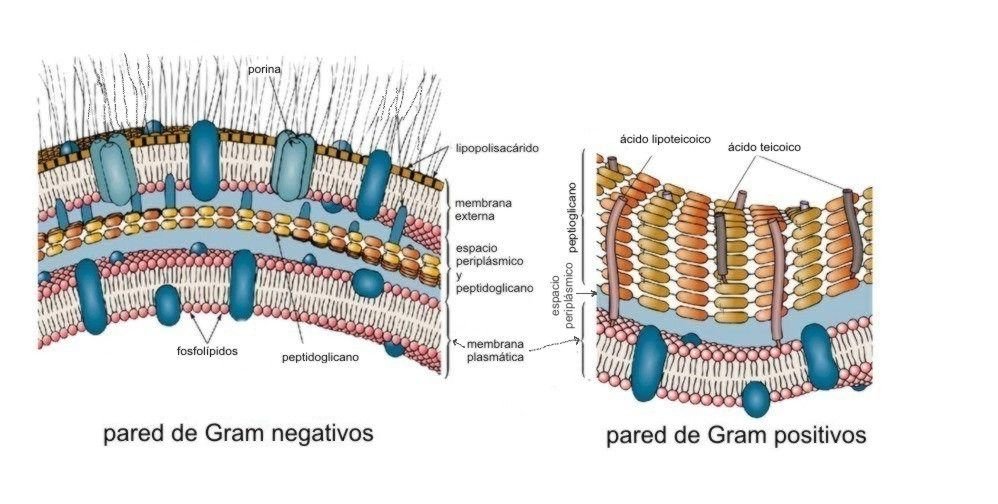 Identificación de bacterias gram positivas y gran negativas ...