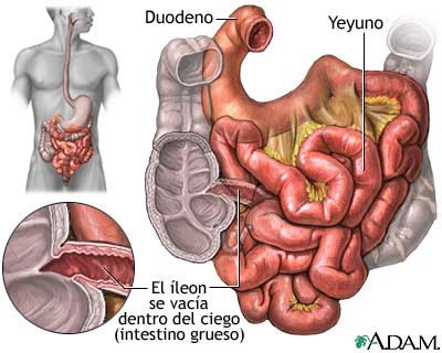 Intestino delgado (anatomía)