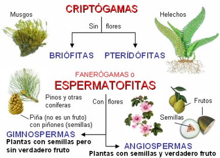 La clasificación de las plantas