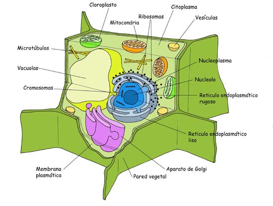 La célula vegetal