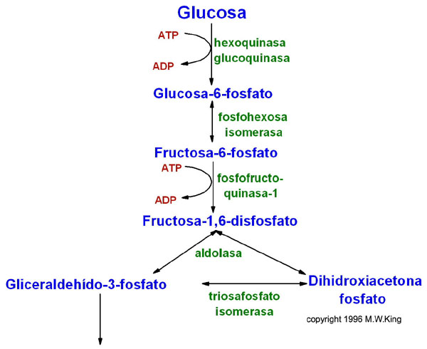 La glicolisis