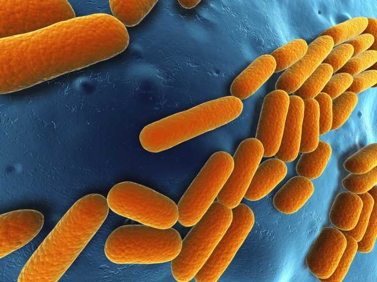 La importancia de las bacterias