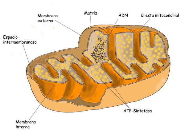La mitocondria