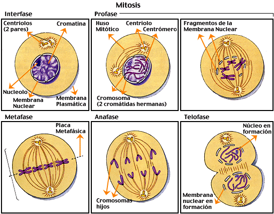 La mitosis division