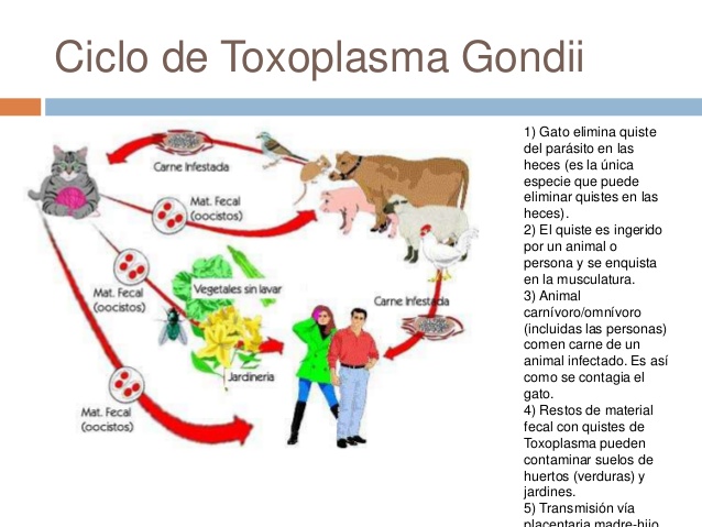 La toxoplasmosis