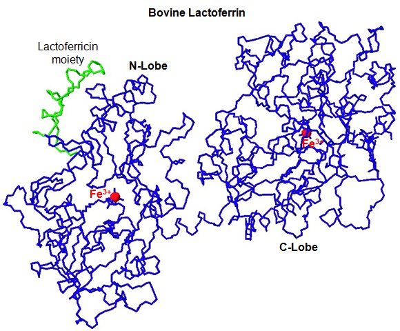 Lactoferrina estructura