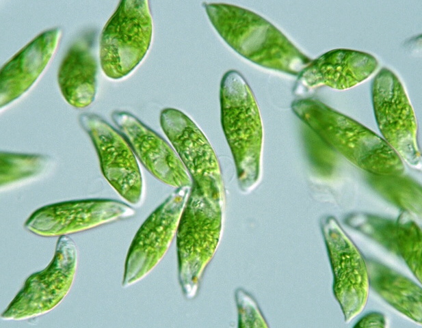 Las algas unicelulares