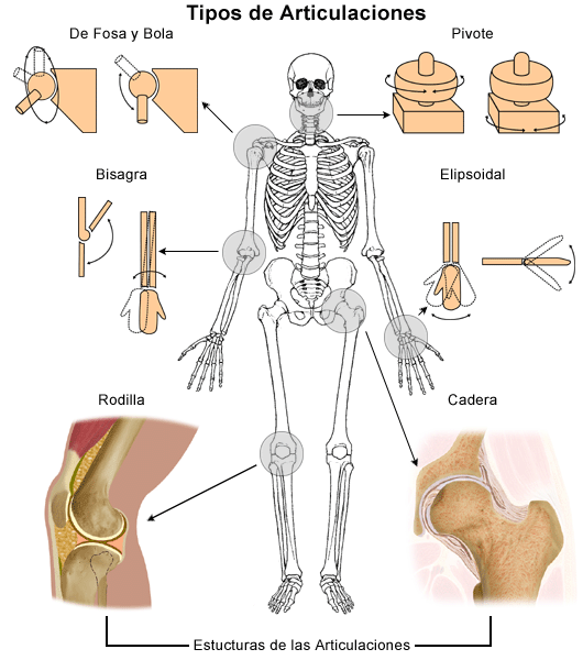 Las articulaciones del cuerpo humano