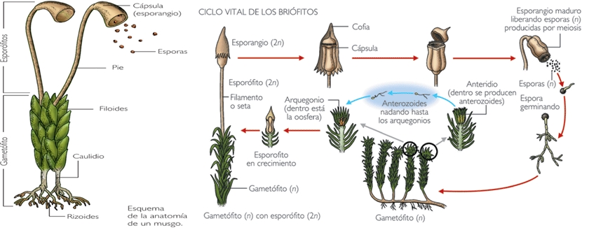 Las briofitas