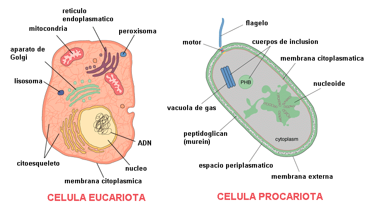 Las celulas eucariotas