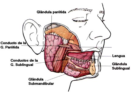 Las glandulas salivales
