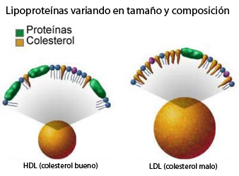 Las-lipoproteinas-varian-de-tamaño-y-composición