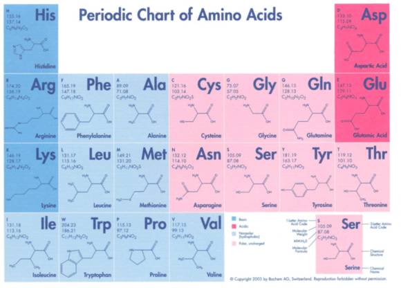 Los aminoacidos