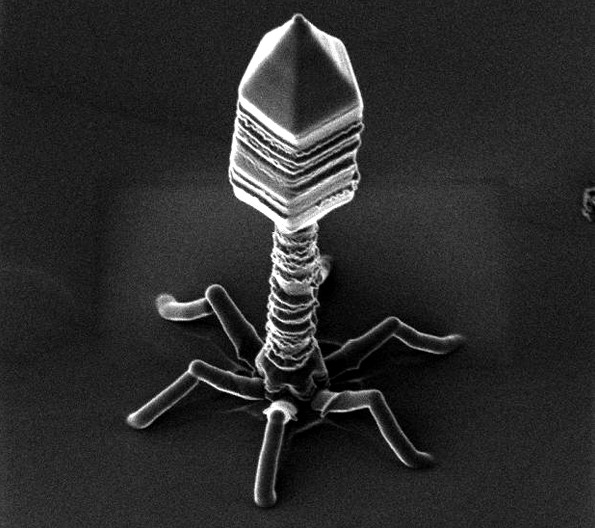 Los bacteriofagos