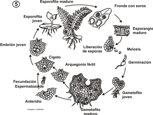 Los ciclos biologicos