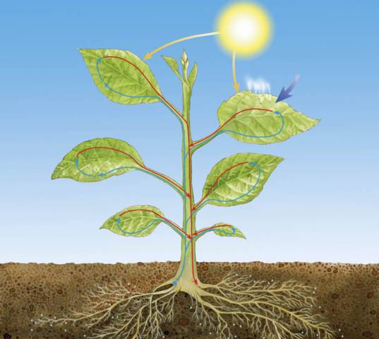 Los factores limitantes de la fotosíntesis