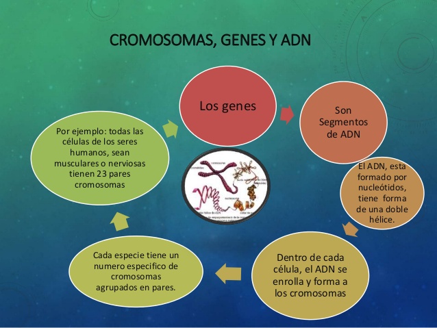 Los genes y los cromosomas
