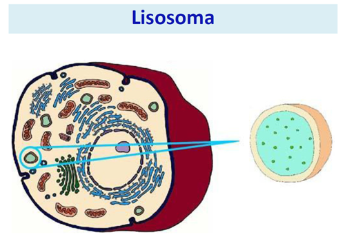 Los lisosomas