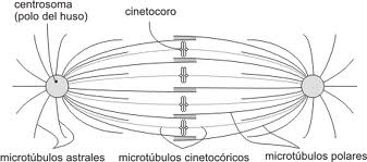 Los microtubulos