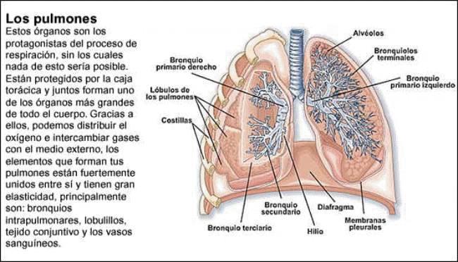Los pulmones humanos