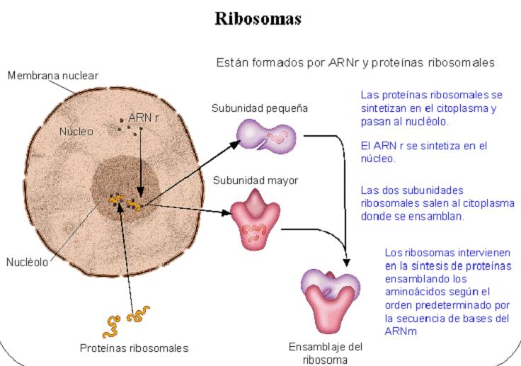 Los ribosomas
