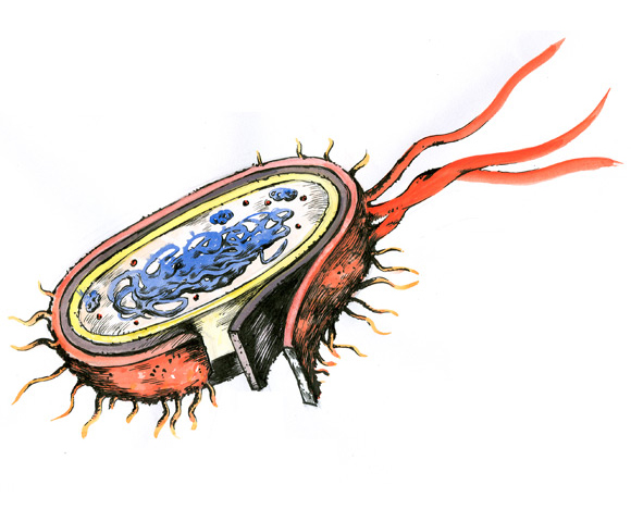 Los seres procariotas