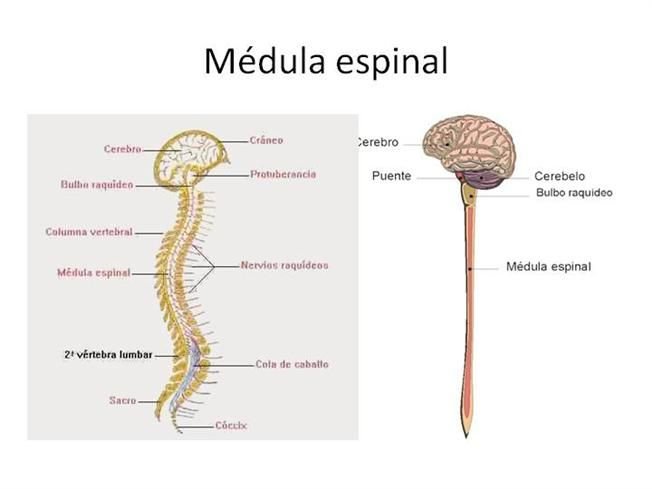 Medula espinal