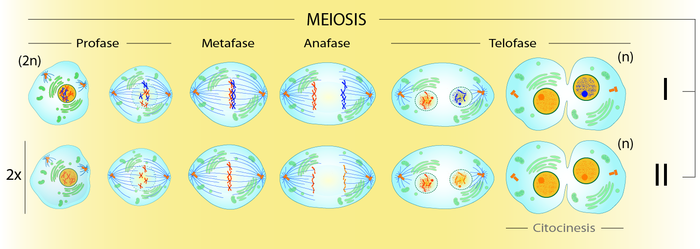 Meiosis - Doble división celular
