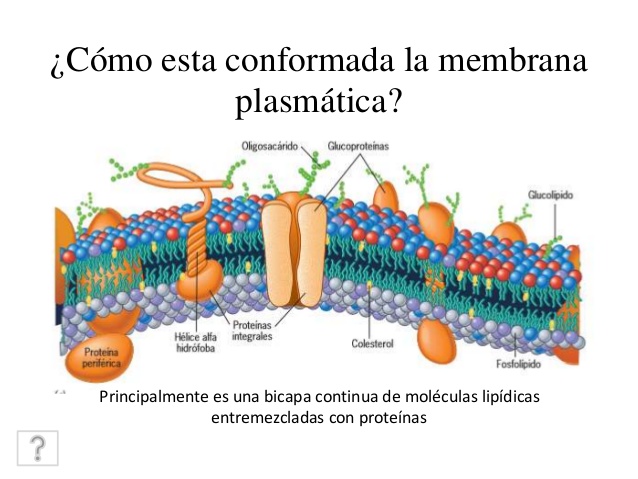 Membrana Plasmática (biología celular)