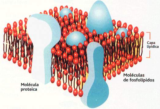 Membrana plasmatica celula humana