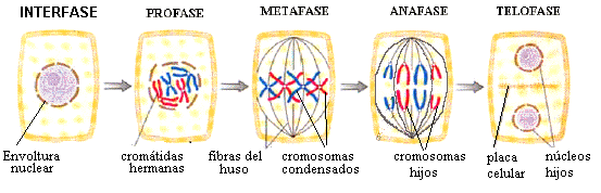 Mitosis - División Celular