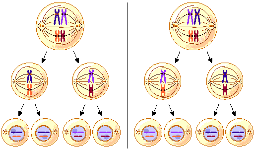 Mitosis Y Meiosis Escuelapedia Recursos Educativosescuelapedia