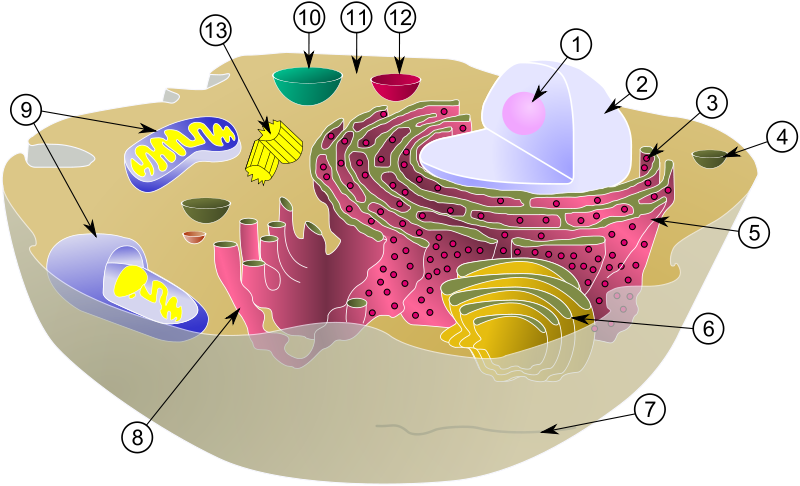 Organelos citoplasma