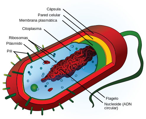 Organulos celulares y funciones