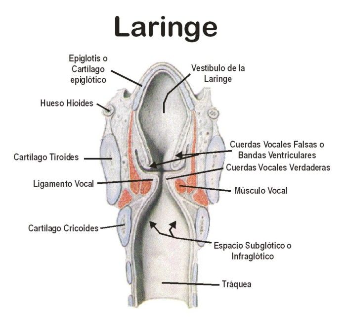 Partes de la laringe