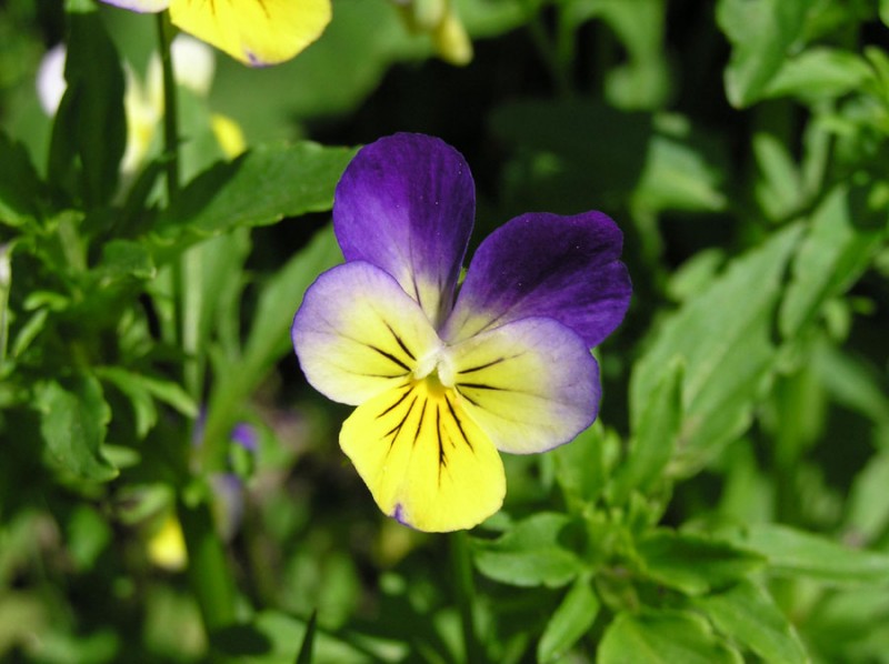 Pensamiento salvaje (Viola tricolor)