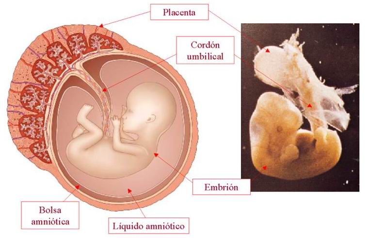 Cuando es la implantación del embrión
