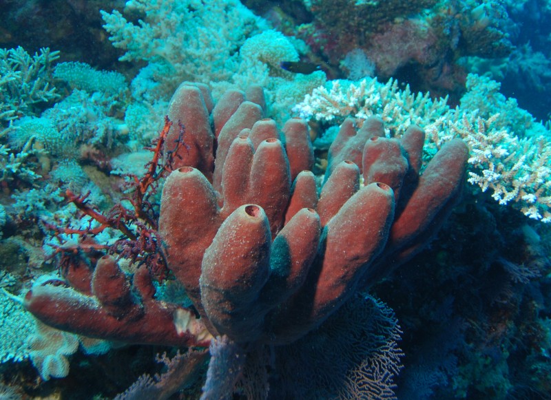 Poriferos Porifera