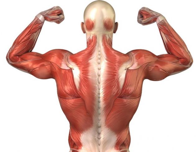 Principales musculos del cuerpo humano