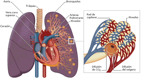 Pulmón (anatomía)