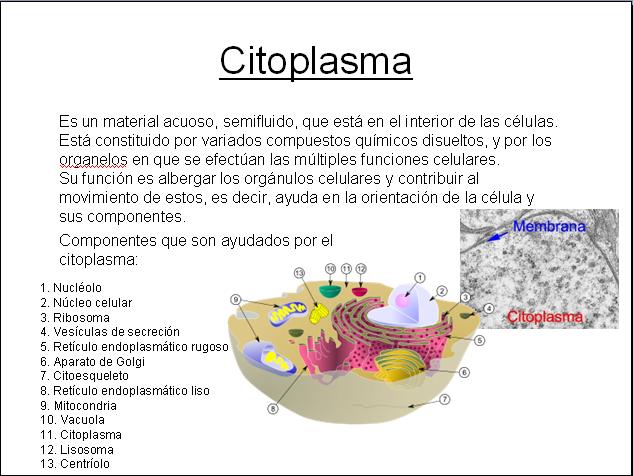 Que es el citoplasma
