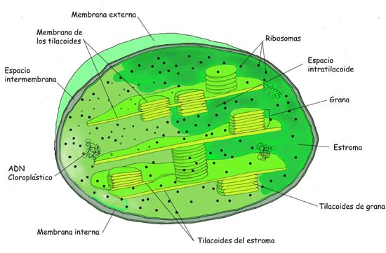 Que son los cloroplastos