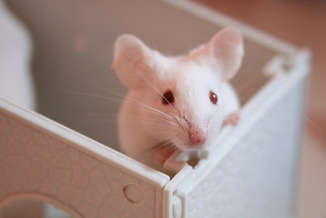 Ratones en laboratorio