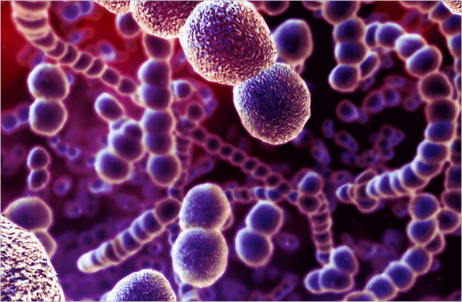 Reino Monera bacterias y cianobacterias