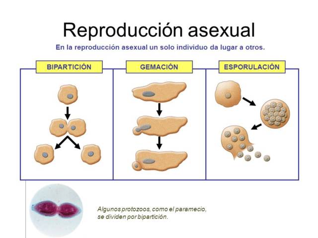 Reproduccion asexuada