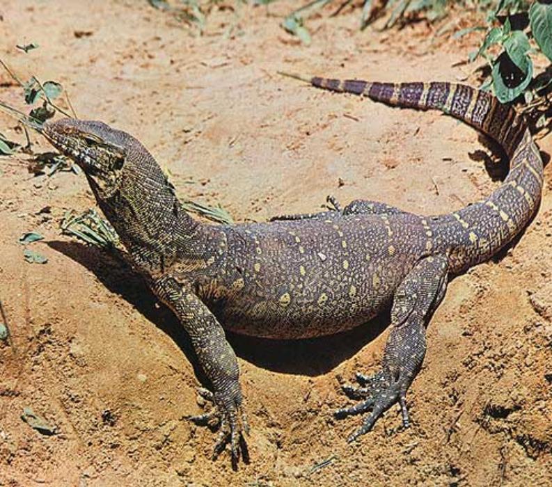 Reptiles – Squamata (Escamados)